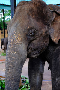 Elephant in pinnawala elephant orphanage sri lanka.