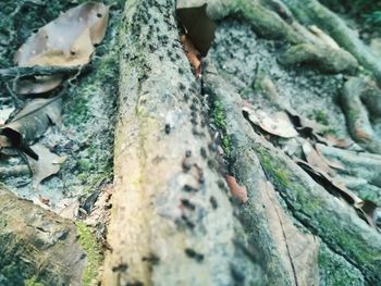 Close-up of moss on tree trunk