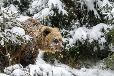 Close-up brown bear in winter forest. danger animal in nature habitat. big mammal. wildlife scene