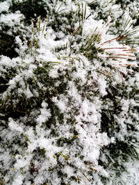 Close-up of plants