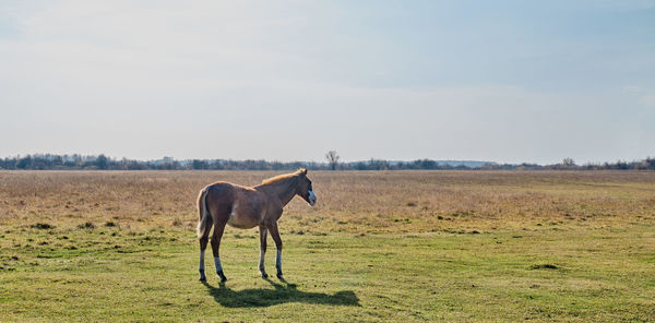 Horse standing in a field