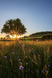 Scenic view of grassy field against sky during sunset