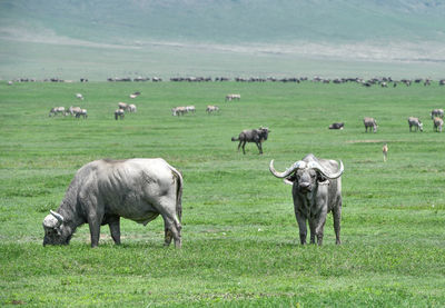 Buffaloes standing on grassy land