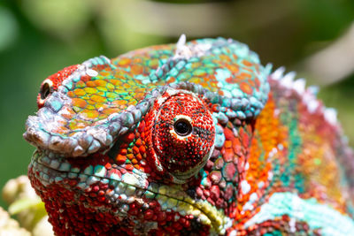 Close-up of lizard