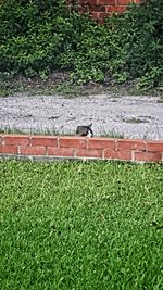 High angle view of lizard on grass