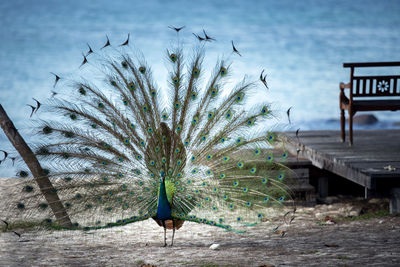Beautiful male indian pheasant standing against blue sea