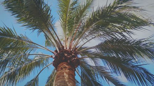 Low angle view of palm tree