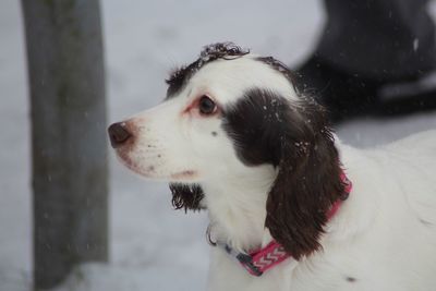 Dog looking away in snow