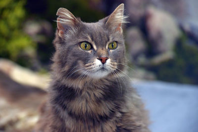 Close-up portrait of a cat