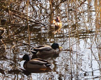 Ducks swimming on lake