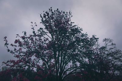 Low angle view of tree against sky