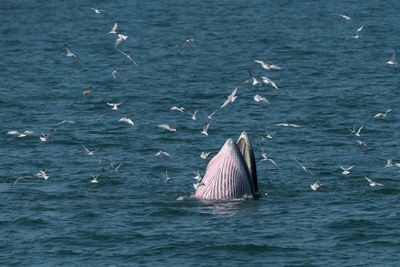 View of birds swimming in sea