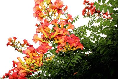 Close-up of orange leaves