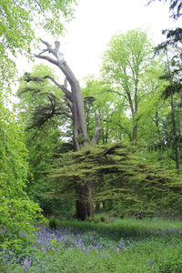 Low angle view of trees against sky