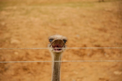 Portrait of ostrich by fence
