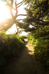 Footpath amidst trees in forest against sky