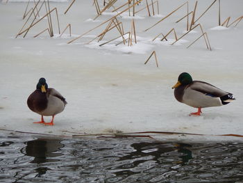 Birds in water