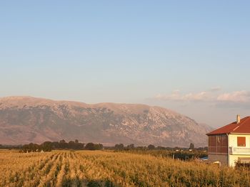 Scenic view of agricultural field against sky