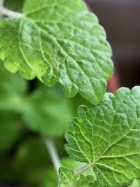 Close-up of fresh green leaf