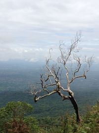 Bare tree on landscape against sky