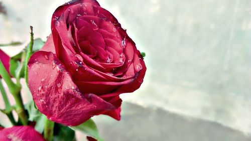 Close-up of wet red flower