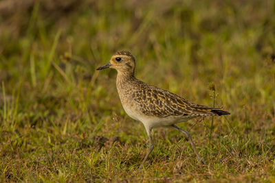 Bird perching on a field