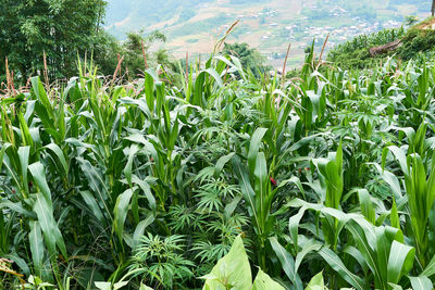 Crops growing on field