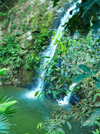 Scenic view of waterfall in forest