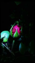 Close-up of pink rose