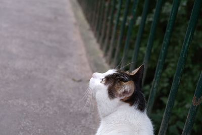 Close-up of cat looking away