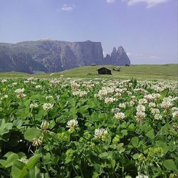 Plants growing on field