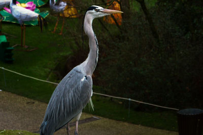 High angle view of gray heron perching on railing