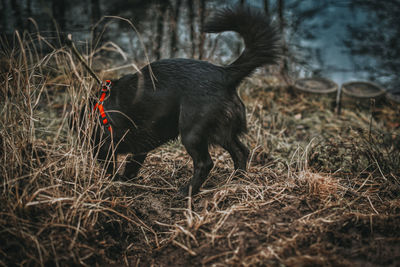 Black dog lying on field