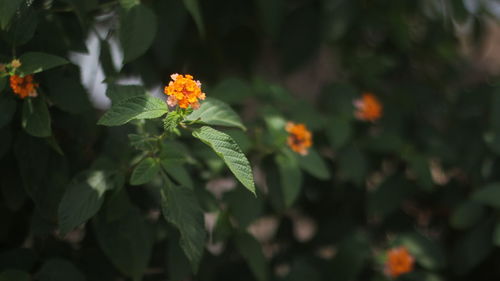 Close-up of orange flowering plant