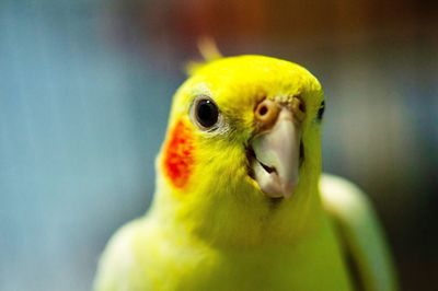 Close-up of a parrot