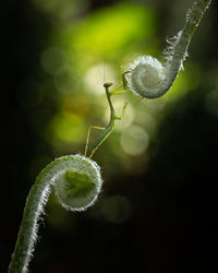 Close-up of plant