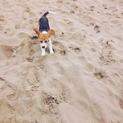 High angle view of dog on sand at beach