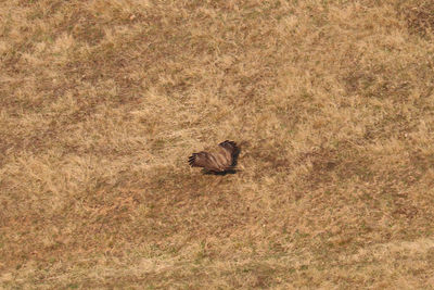 High angle view of bird on field