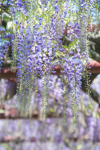 Close-up of purple flowering plants