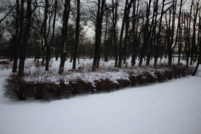 Trees on snow field against sky