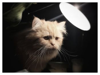 Close-up of cat looking away