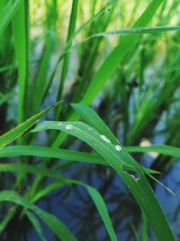 Close-up of wet grass