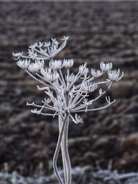 Close-up of frozen plant