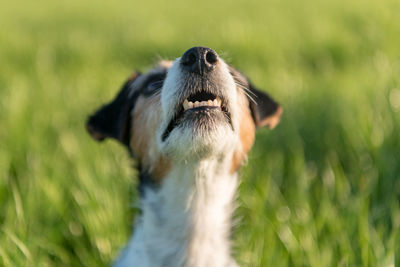 Close-up of a dog