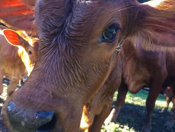 Close-up of cow