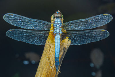 Blue dasher dragonfly