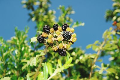 Close-up of flower growing on tree against sky