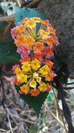 Close-up of orange flower