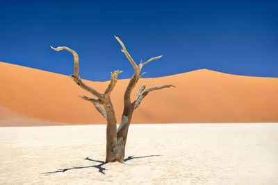 Dead tree on sand against clear sky