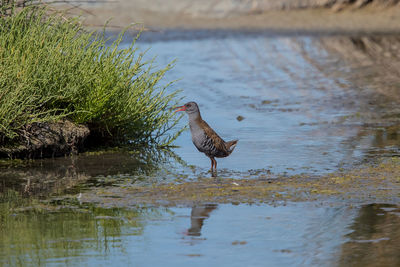 Bird perching on a lake